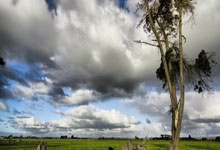 足球报：原河南足协主席杨楠因重大犯罪嫌疑被立案调查并免职足球报官方微博.